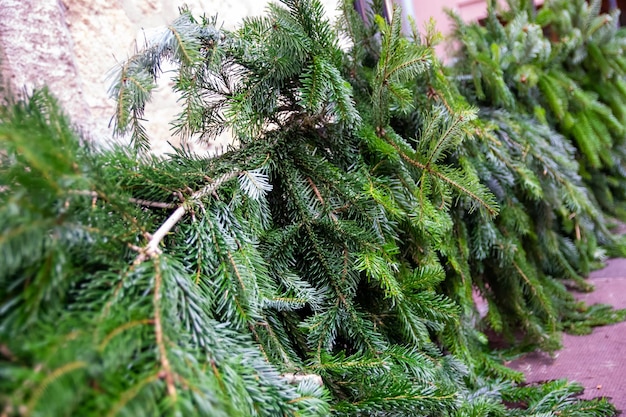 Fundo da árvore de abeto para galhos de árvores de Natal no inverno