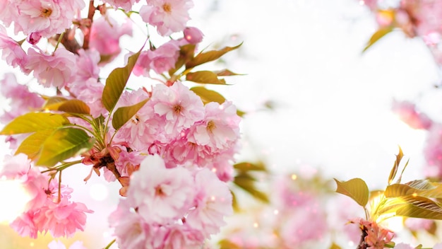 Fundo da árvore de flores de cerejeira do japão rosa primavera Fundo de primavera