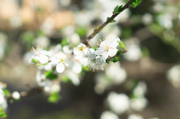 Fundo da flor da primavera da primavera bela cena da natureza com flores da primavera da árvore florescendo