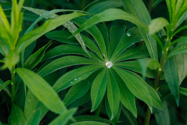 Fundo da folha verde