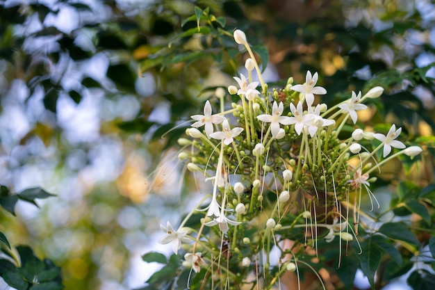 Fundo da fragrância da flor Millingtonia Hortensis.