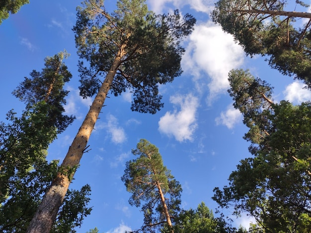 Fundo da natureza da floresta de pinheiros céu azul