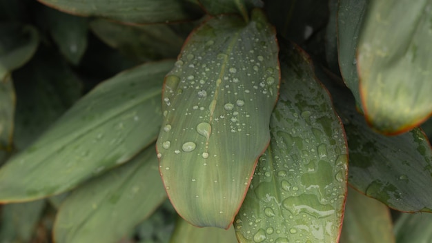 Fundo da natureza da folha de Cordyline Fruticosa com pingo de chuva