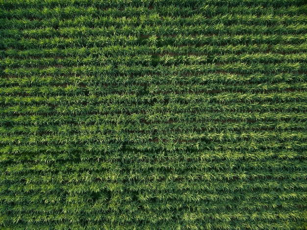 Fundo da natureza da opinião superior de plantação da cana-de-açúcar da vista aérea.