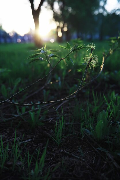 Fundo da natureza da primavera paisagem da floresta árvores verdes e grama em uma manhã de primavera