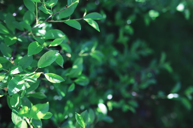 Fundo da natureza da primavera paisagem da floresta árvores verdes e grama em uma manhã de primavera