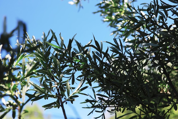 Fundo da natureza da primavera Paisagem da floresta Árvores verdes e grama em uma manhã de primavera