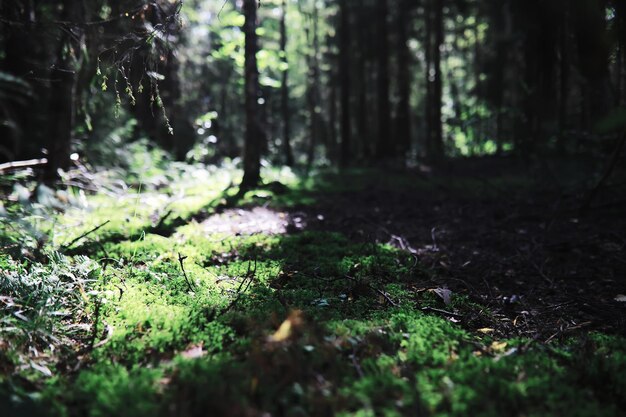 Fundo da natureza da primavera Paisagem da floresta Árvores verdes e grama em uma manhã de primavera