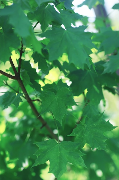 Fundo da natureza da primavera Paisagem da floresta Árvores verdes e grama em uma manhã de primavera