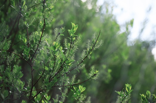 Fundo da natureza da primavera Árvores verdes e gramíneas em uma manhã ensolarada de primavera Paisagem florestal