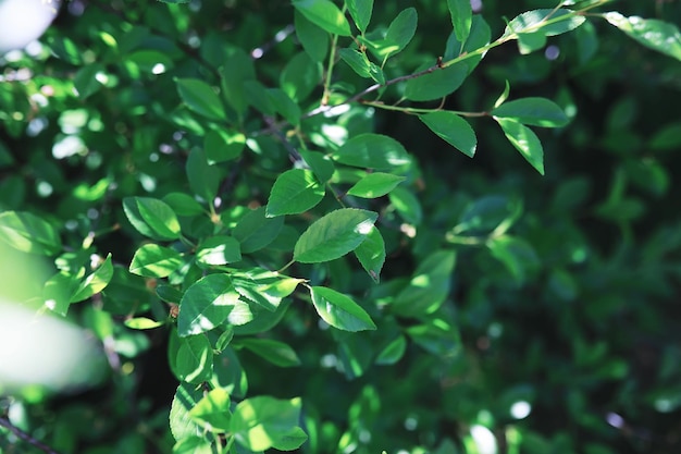 Fundo da natureza da primavera Árvores verdes e gramíneas em uma manhã ensolarada de primavera Paisagem florestal