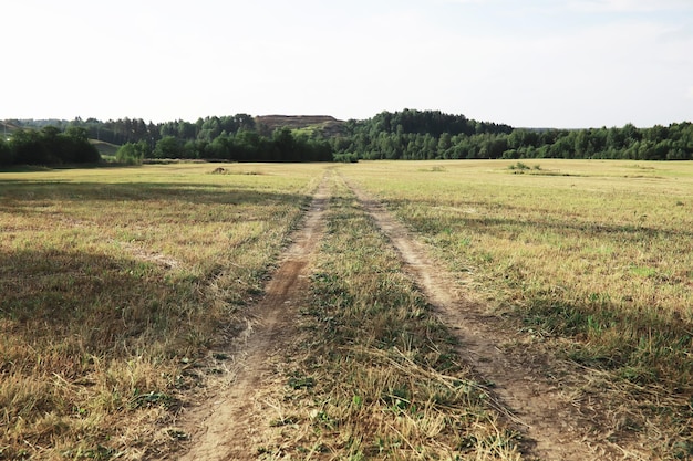 Fundo da natureza da primavera Árvores verdes e gramíneas em uma manhã ensolarada de primavera Paisagem florestal