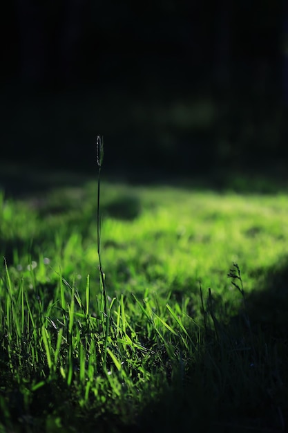 Fundo da natureza da primavera Verdura de árvores e gramíneas em uma manhã ensolarada de primavera Paisagem florestal