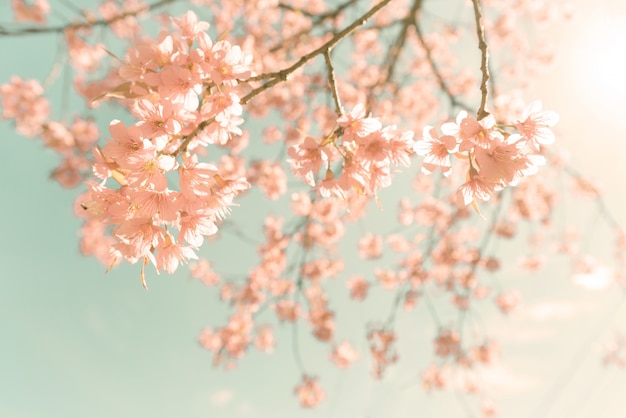 Fundo da natureza de linda flor rosa de cerejeira na primavera - filtro de cor pastel vintage