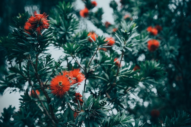 Fundo da natureza do vintage de flores vermelhas na árvore.