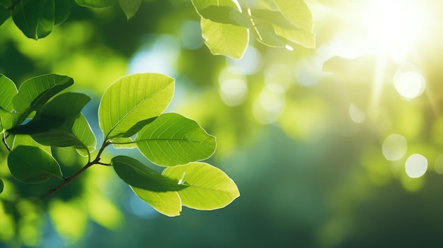 Fundo da Natureza Sol brilhando através do vento soprando nas folhas verdes das árvores