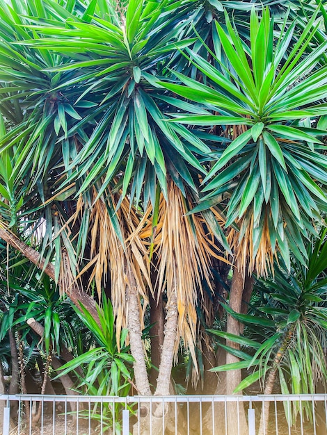 Fundo da palmeira Plantas verdes e secas do sul