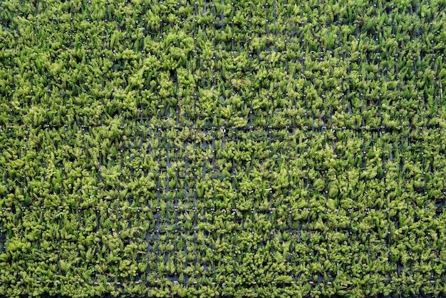 Fundo da parede de planta verde no jardim