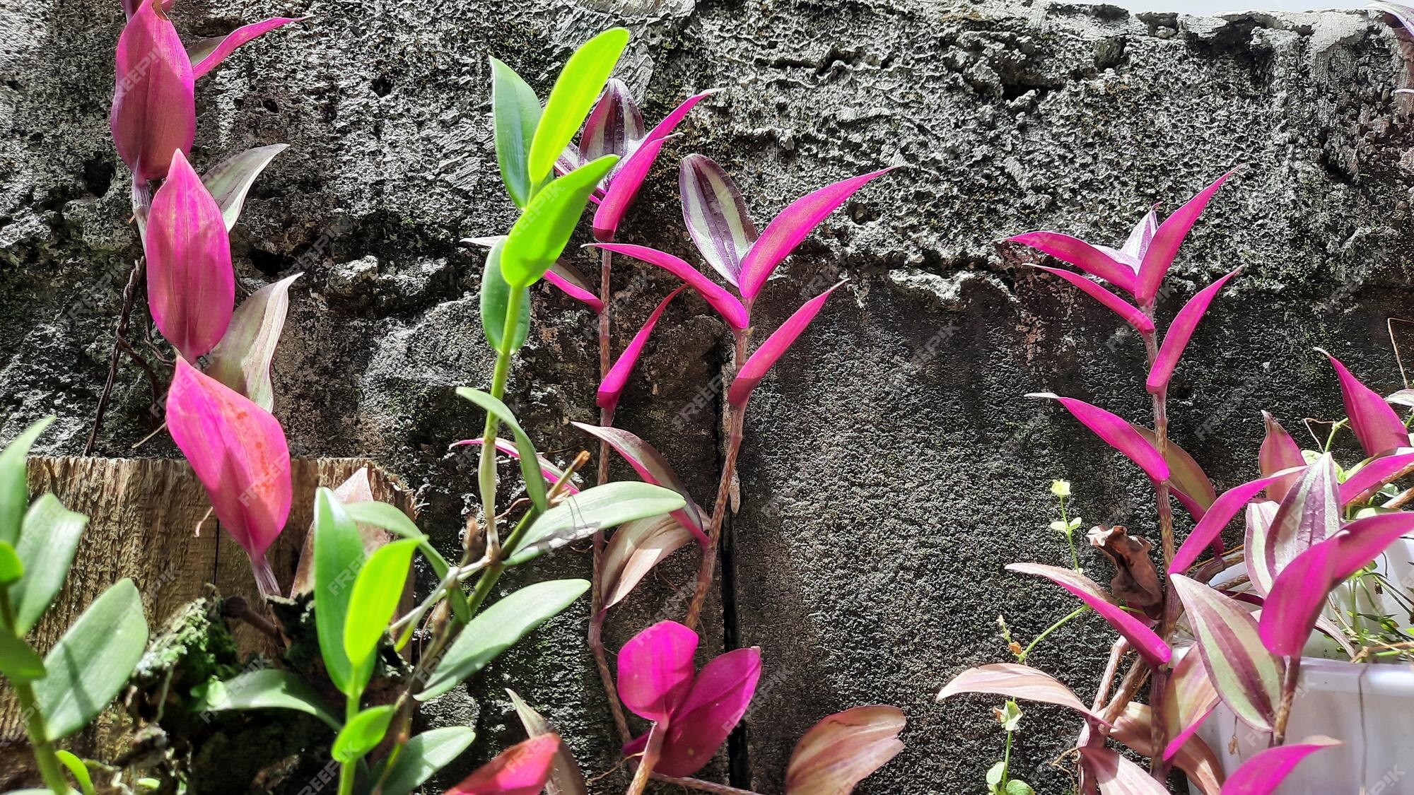 Fundo da parede de tijolos com várias plantas de folhas roxas | Foto Premium