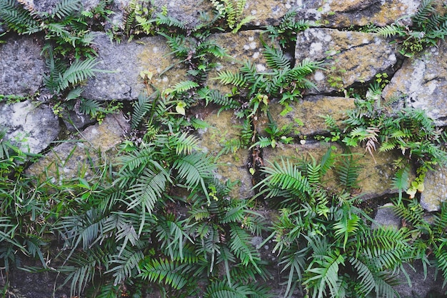 Fundo da parede feita de pedras com musgo e plantas germinadas