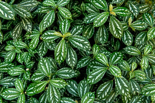 Fundo da planta de alumínio (Pilea cadierei).