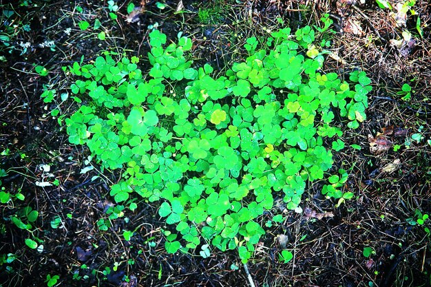 Fundo da planta trevo de quatro folhas. símbolo tradicional irlandês. dia de são patricio.