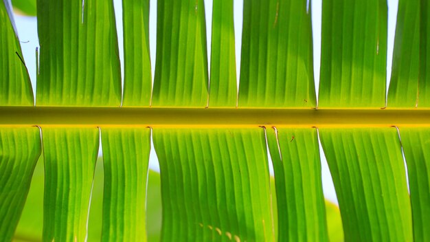 Foto fundo da textura da folha de banana