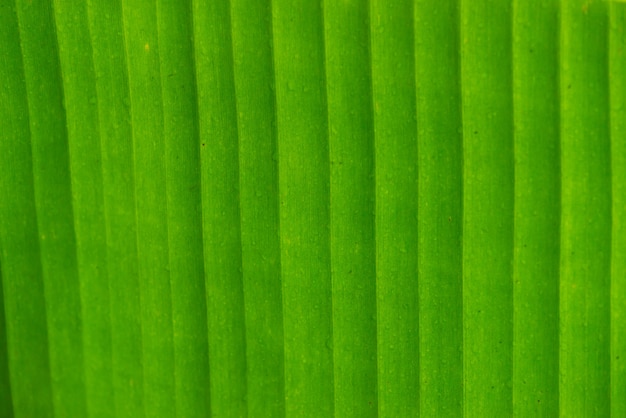 Fundo da textura da folha verde fresca. Folhas de bananeira, abstrato natural listrado