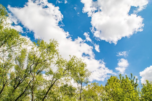 Fundo das copas das árvores em um fundo de céu azul com nuvens Bom tempo