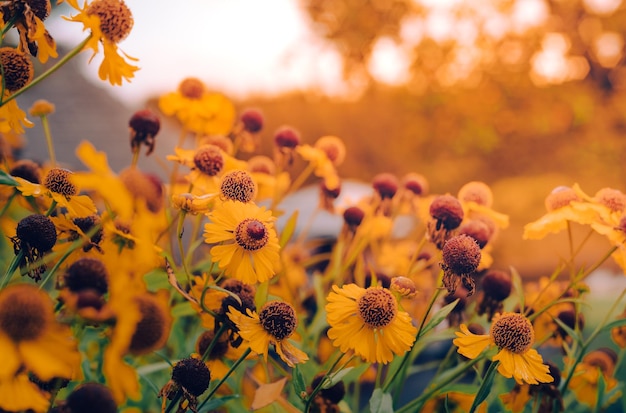 Fundo das flores amarelas em luz amarela suave