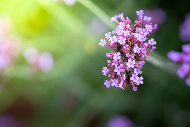 fundo das flores coloridas