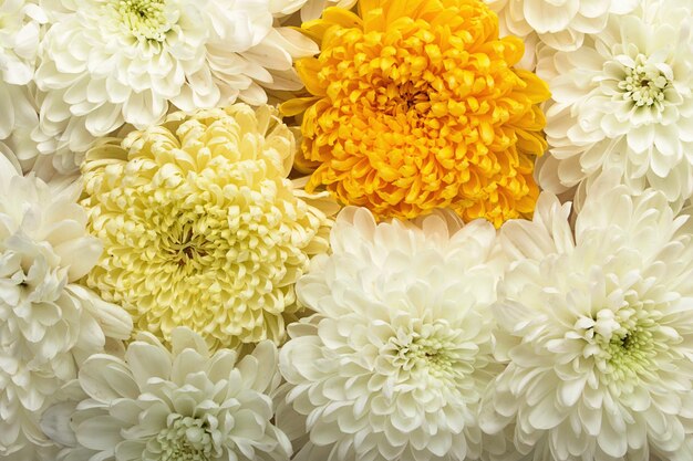 Fundo das flores naturaisBeautifu crisântemo branco e amarelo fotografia macro