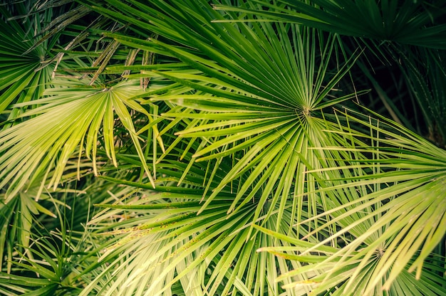 Fundo das folhas naturais de uma palmeira da cor verde.