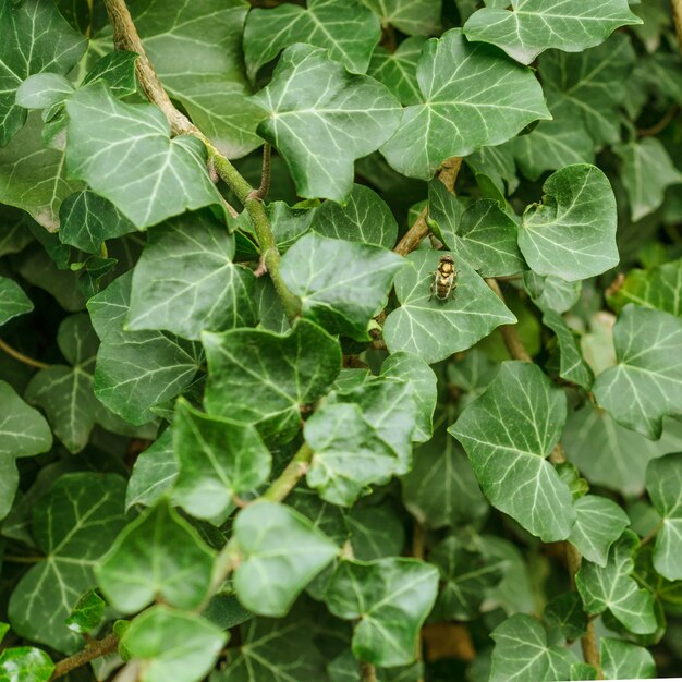 Fundo das folhas verdes no meio das quais senta um inseto.