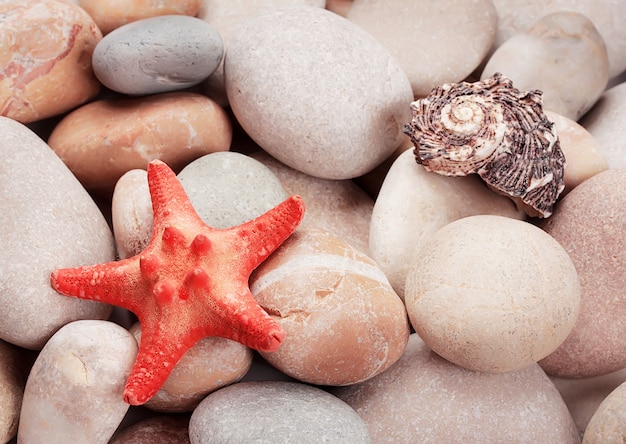 Fundo das pedras brilhantes do mar com estrela do mar