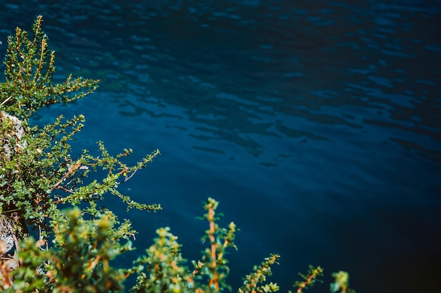 Foto fundo de água azul com flores