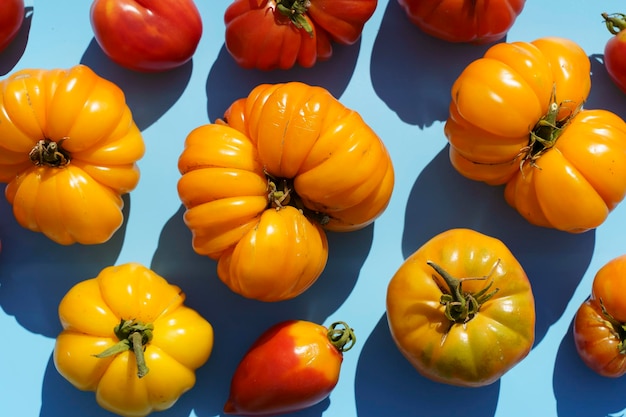 Fundo de alimentos de colheita de outono Legumes de fazenda orgânica em pano de fundo azul Tomates amarelos maduros frescos
