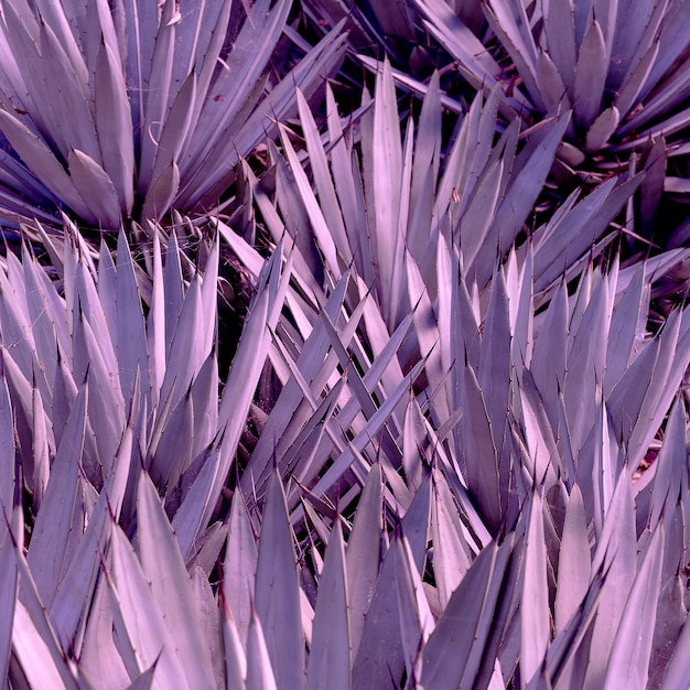 Fundo de Aloe. Arte conceitual para amantes de plantas