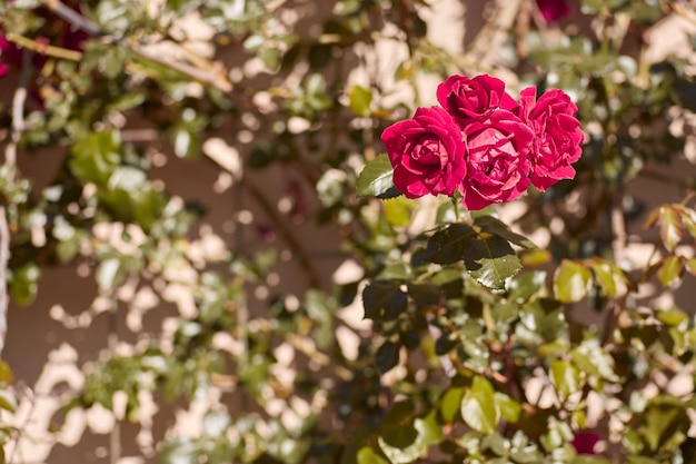 Fundo de arbusto de rosas vermelhas Plantas de verão Flores de jardim com espaço de cópia Foto de alta qualidade