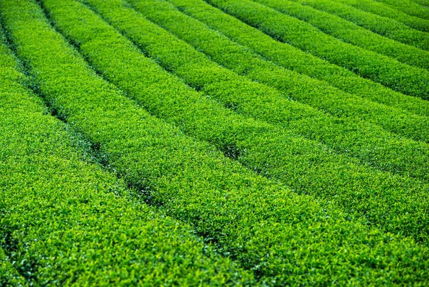 Fundo de arbustos verdes de chá