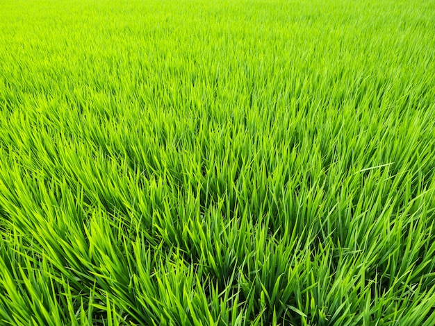 Fundo de arrozal largo e verde