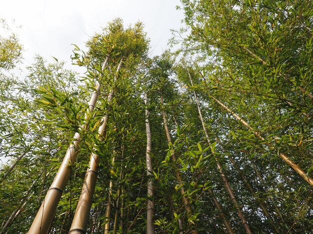 Fundo de árvore de bambu (bambusoideae)