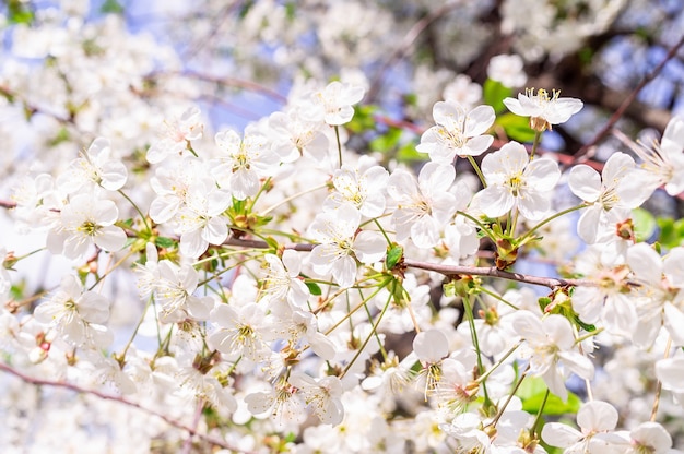 Fundo de árvore de flores de cerejeira