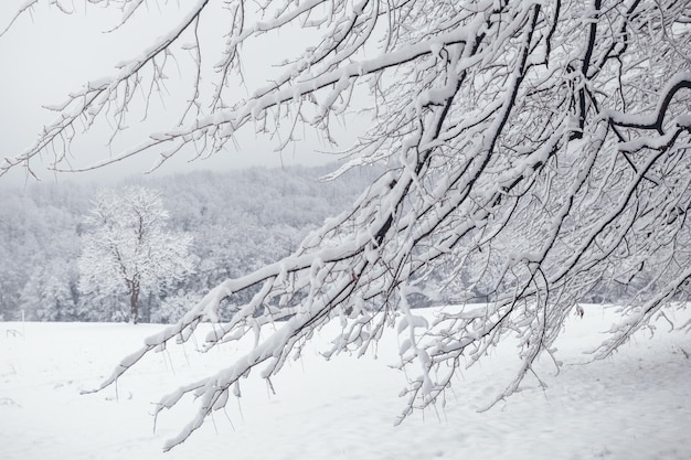 Fundo de árvore de inverno