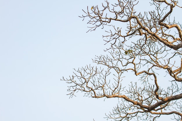 Foto fundo de árvore e céu azul