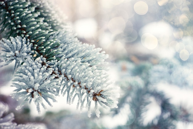 Fundo de árvore evergreen de natal de inverno