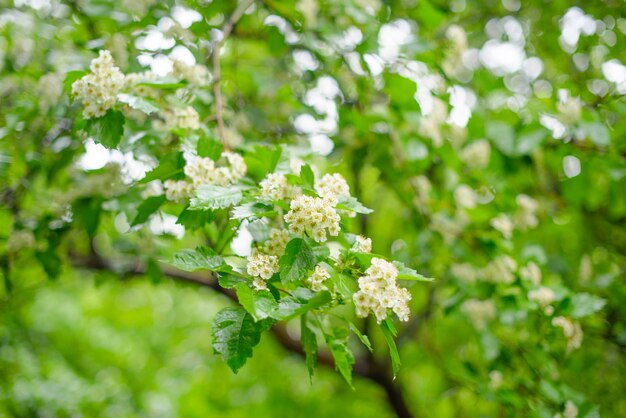 Fundo de árvore florescendo