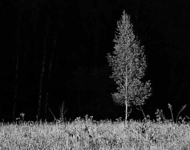 Fundo de árvore solitária separada