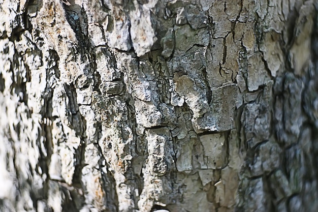 fundo de árvore velha de casca de textura