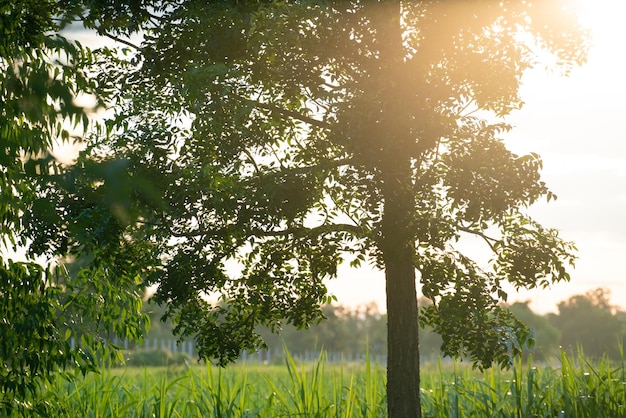 Fundo de árvore verde da natureza